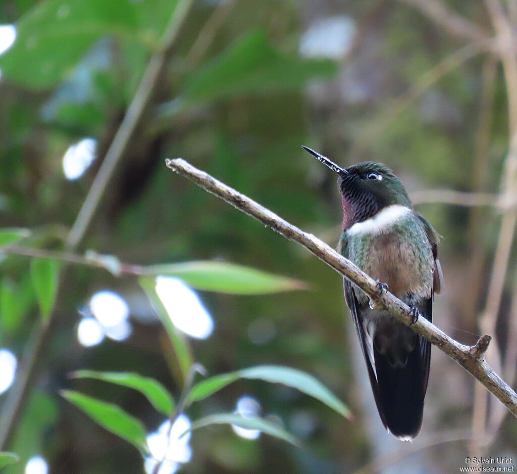 Amethyst-throated Sunangel male adult