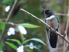 Amethyst-throated Sunangel