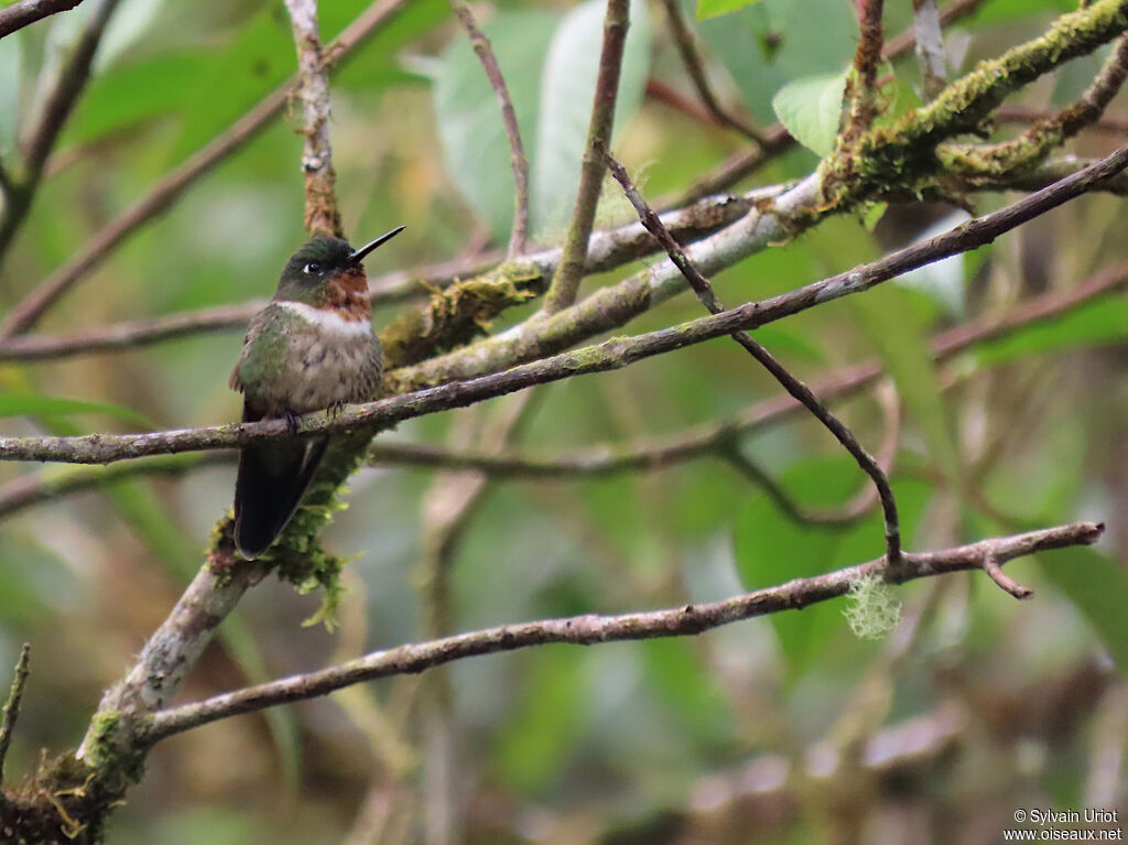 Amethyst-throated Sunangel female adult