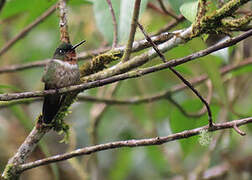 Amethyst-throated Sunangel