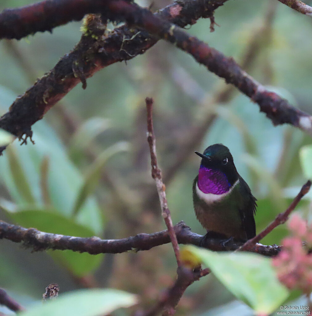 Amethyst-throated Sunangel male adult