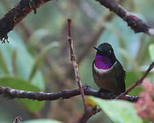 Amethyst-throated Sunangel