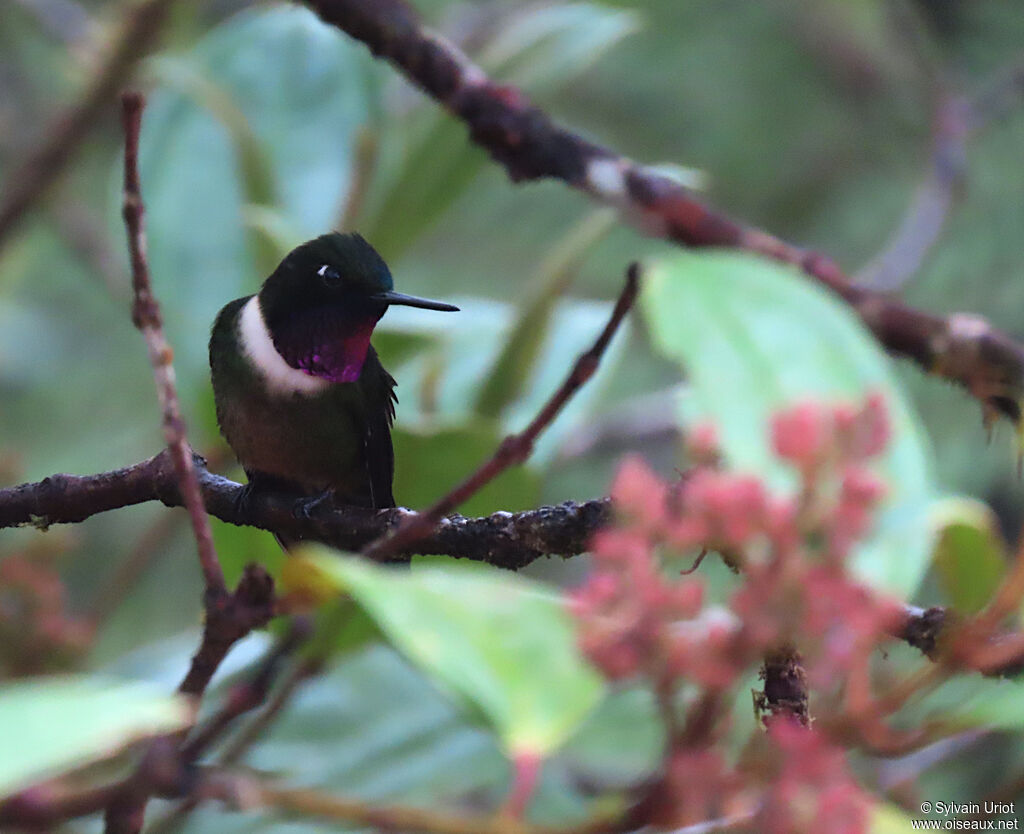 Amethyst-throated Sunangel male adult