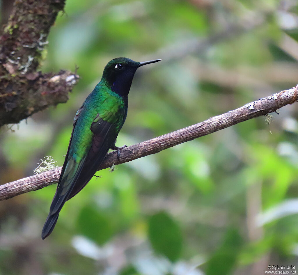 Purple-throated Sunangel male adult