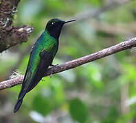 Purple-throated Sunangel