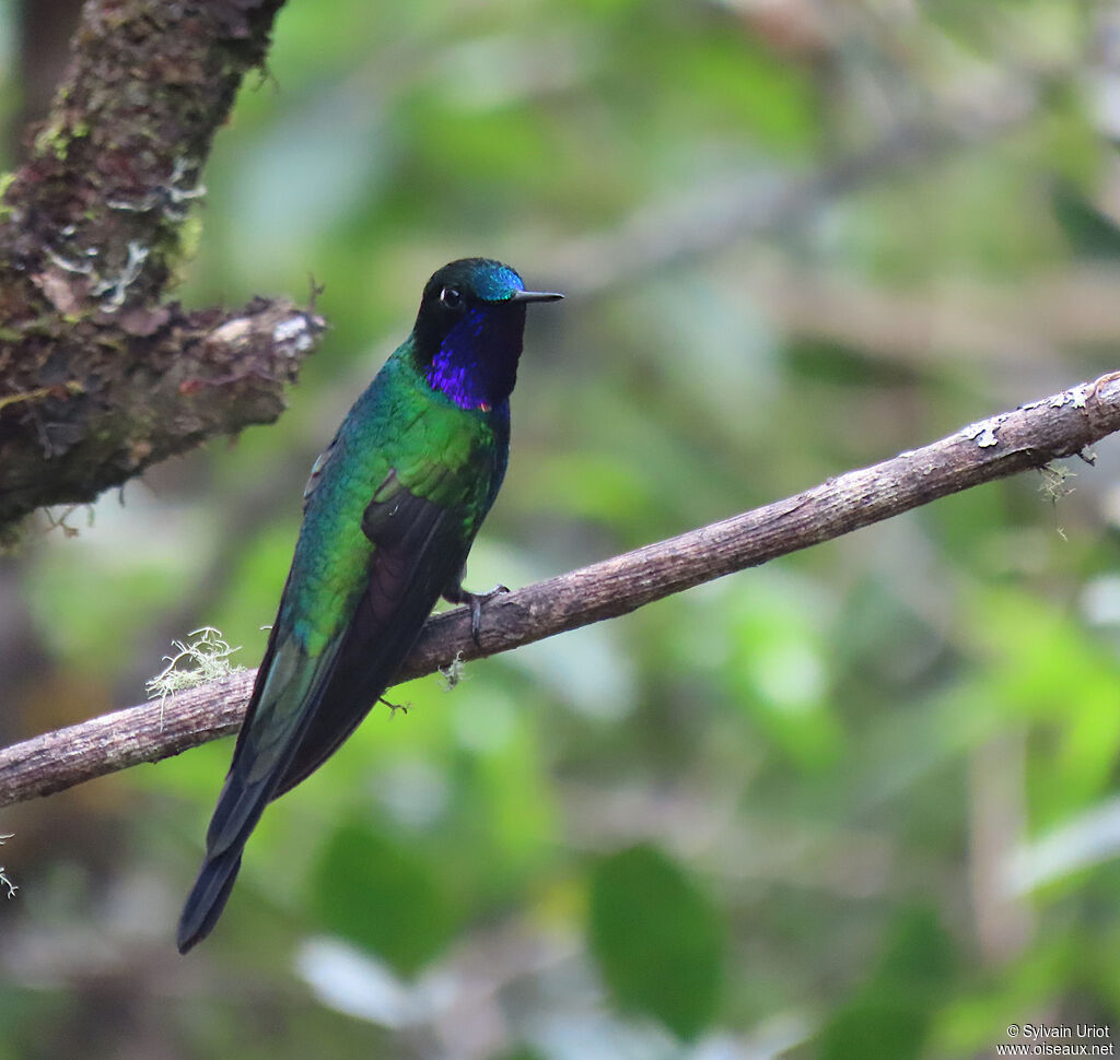 Purple-throated Sunangel male adult