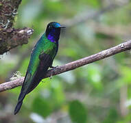 Purple-throated Sunangel