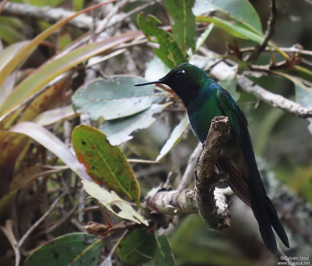 Purple-throated Sunangel male adult