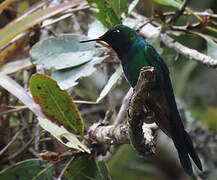 Purple-throated Sunangel