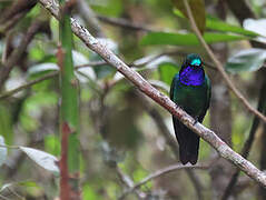 Purple-throated Sunangel