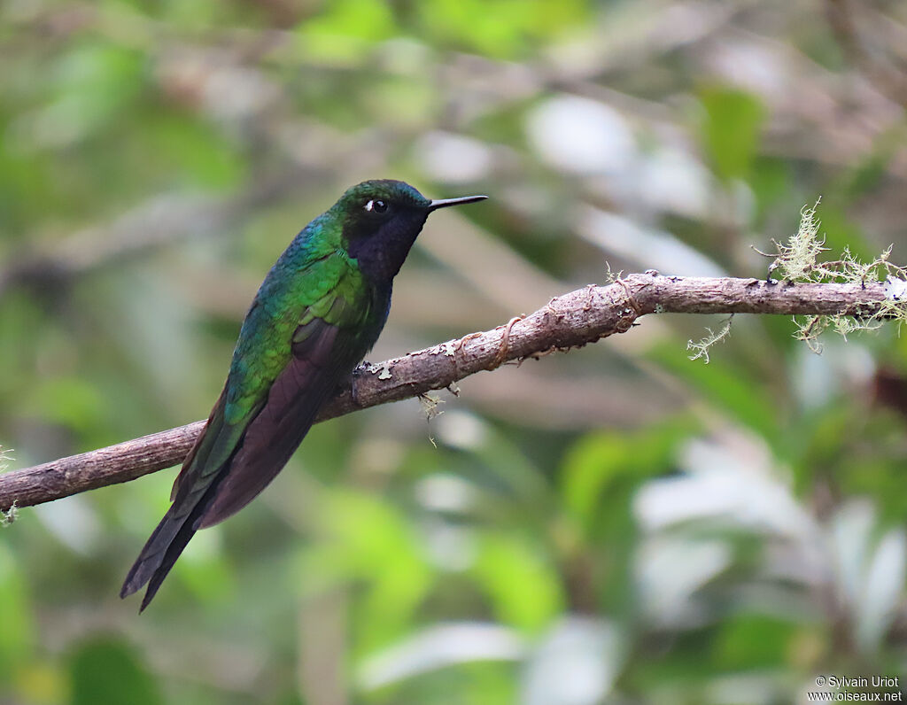 Purple-throated Sunangel male adult