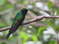 Purple-throated Sunangel