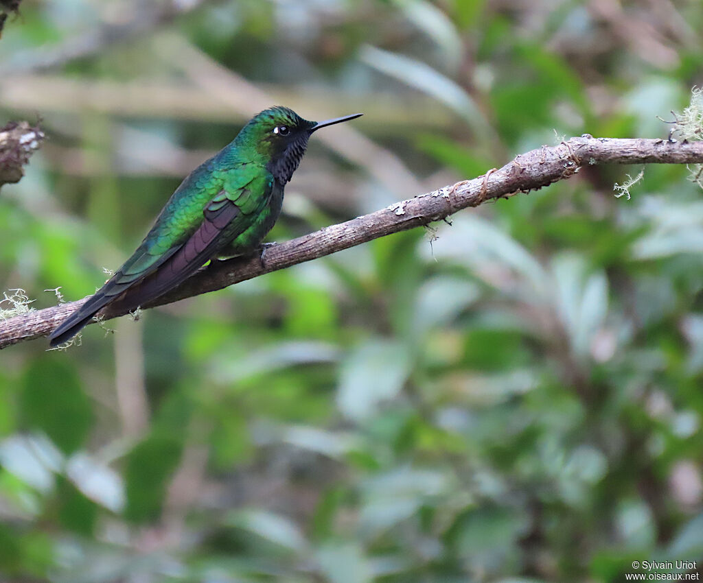 Purple-throated Sunangel male adult