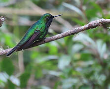 Purple-throated Sunangel