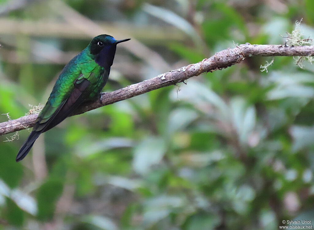 Purple-throated Sunangel male adult