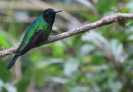 Purple-throated Sunangel