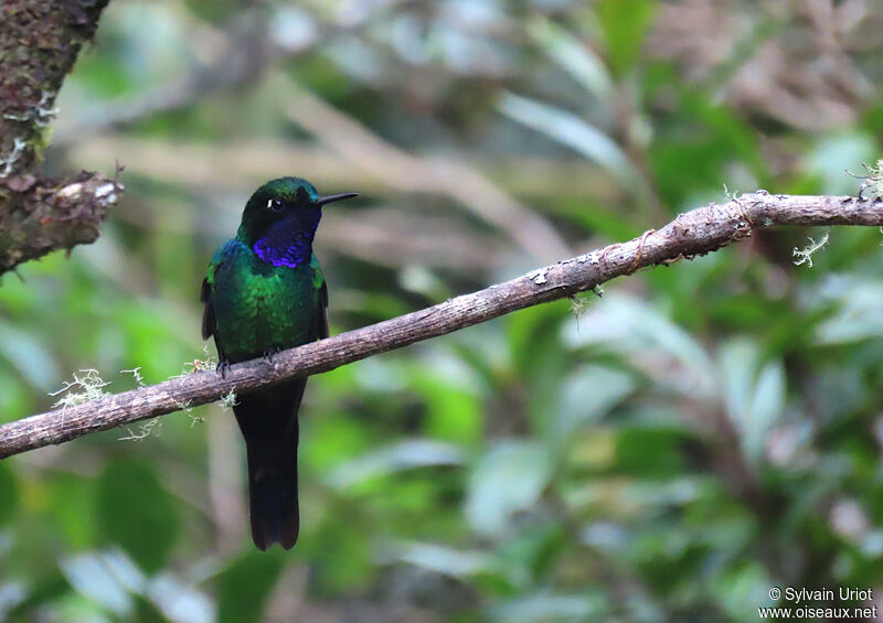 Purple-throated Sunangel male adult