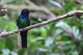 Purple-throated Sunangel