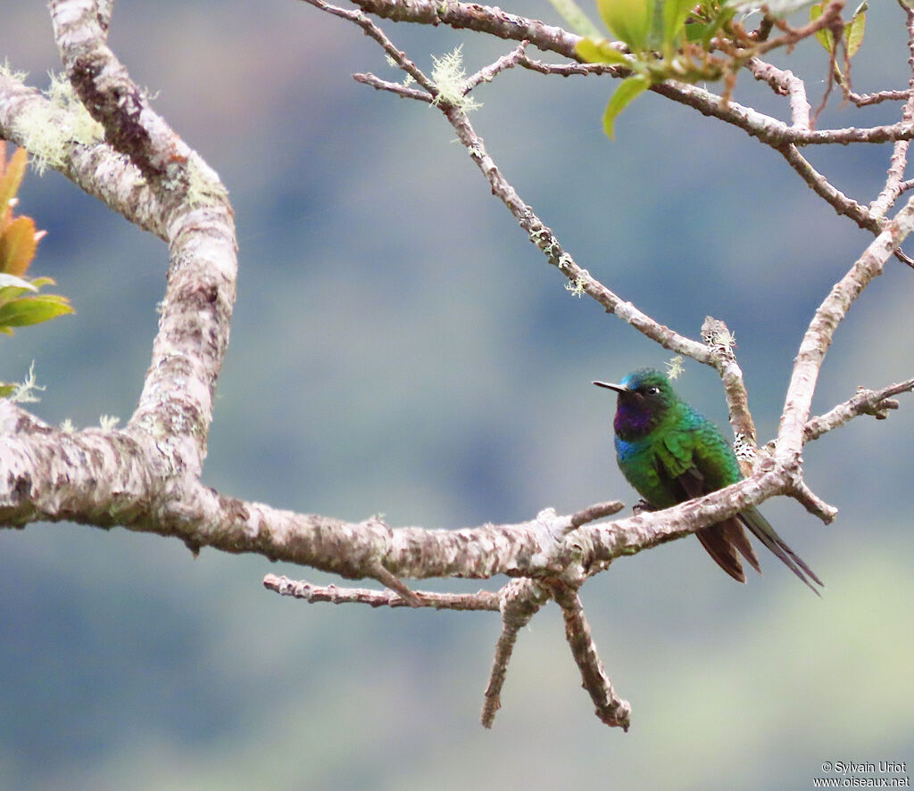 Purple-throated Sunangel male adult