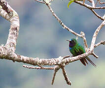 Purple-throated Sunangel