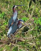 Agami Heron