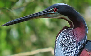 Agami Heron