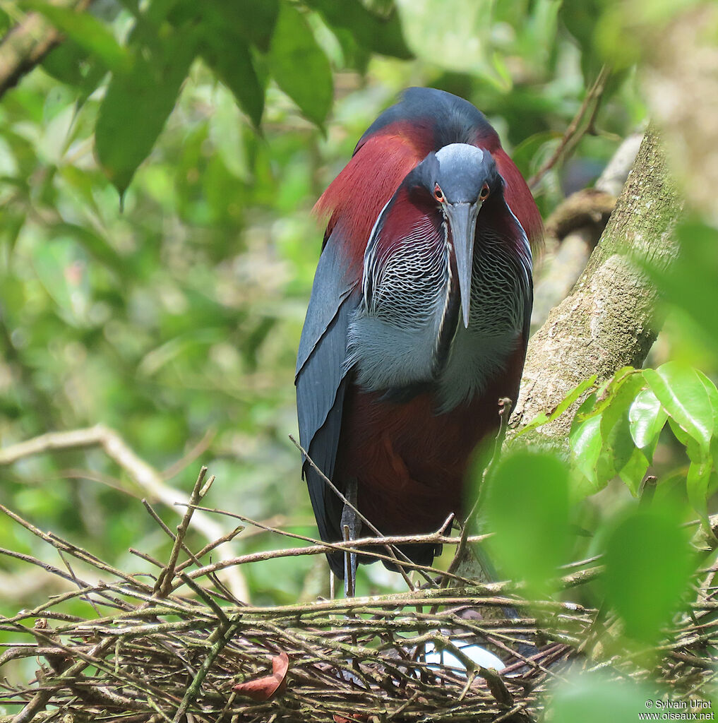 Agami Heronadult, Reproduction-nesting