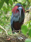 Agami Heron