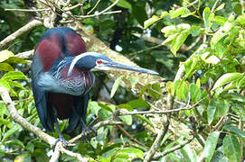 Agami Heron