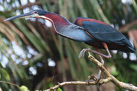 Agami Heron