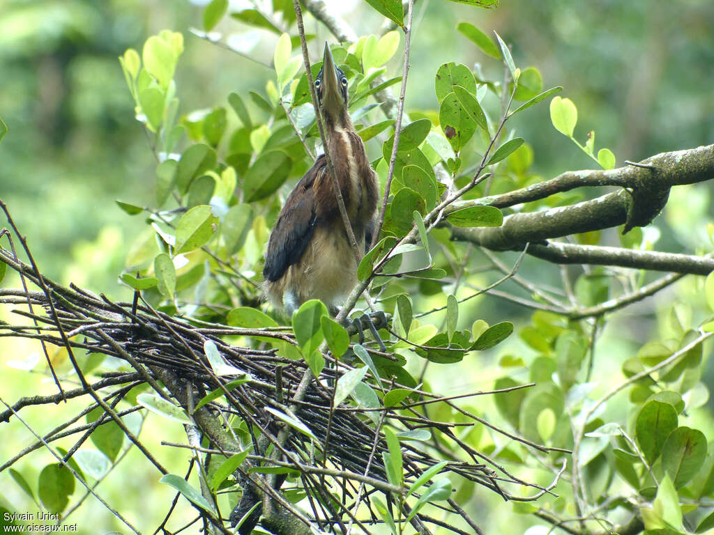 Agami Heronjuvenile, Reproduction-nesting