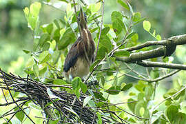 Agami Heron