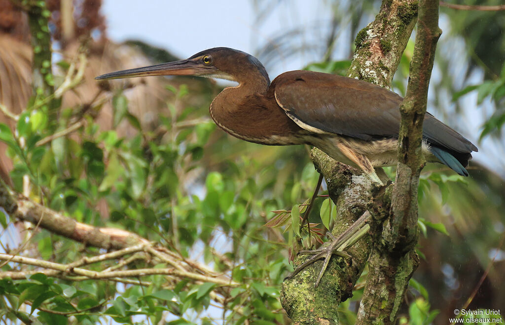 Agami Heronjuvenile