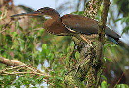 Agami Heron