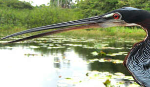 Agami Heron