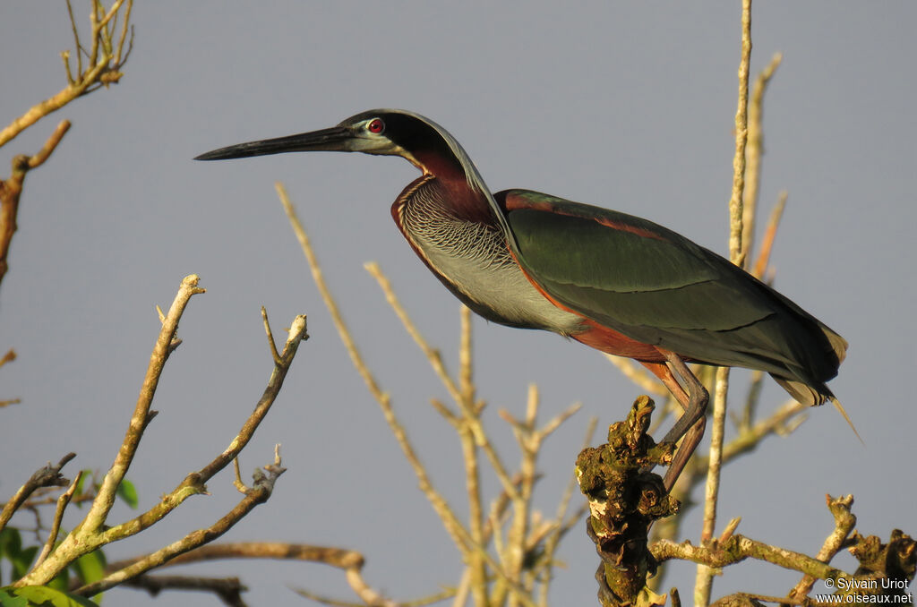 Agami Heronadult breeding, identification