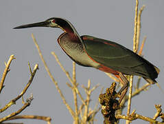 Agami Heron