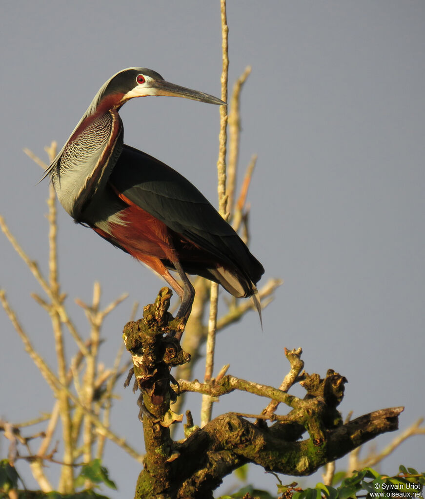 Agami Heronadult breeding