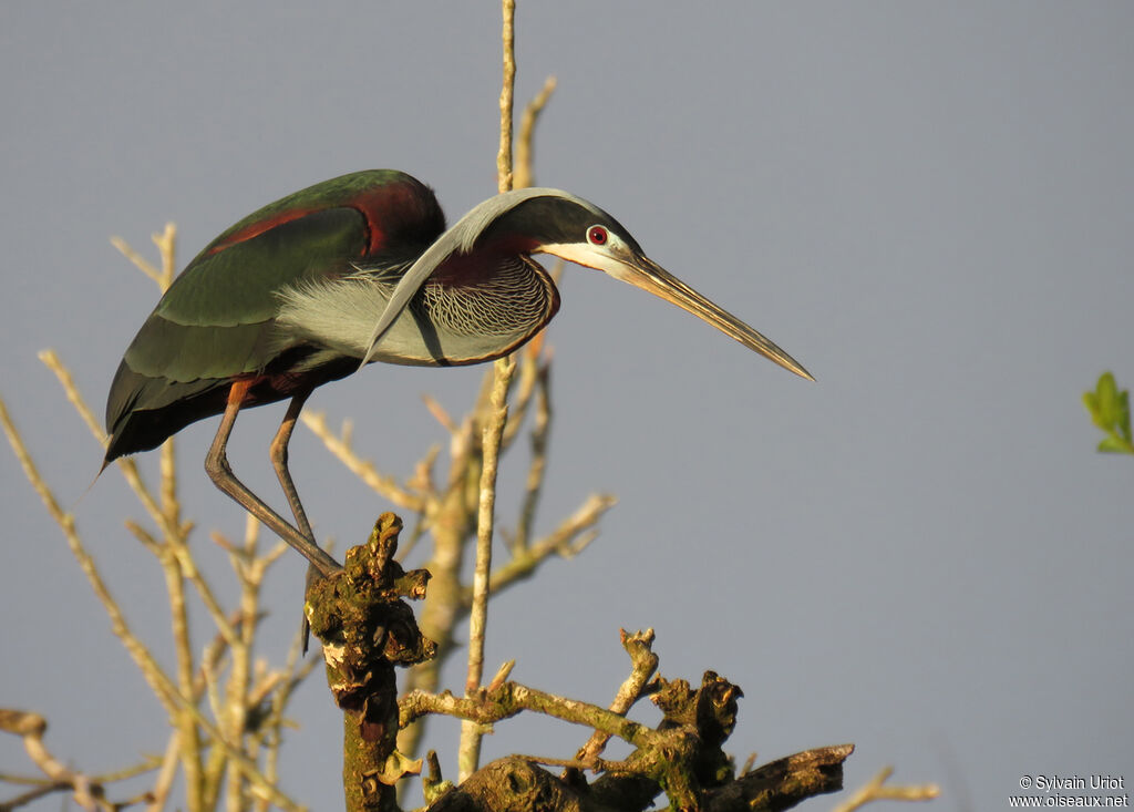 Agami Heronadult breeding