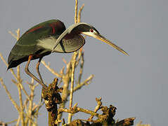 Agami Heron