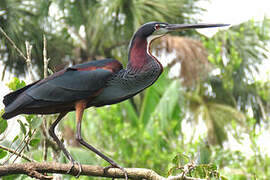 Agami Heron