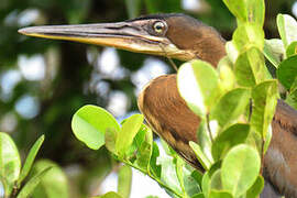 Agami Heron