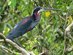 Agami Heron