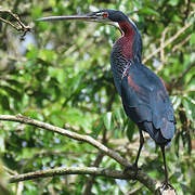 Agami Heron