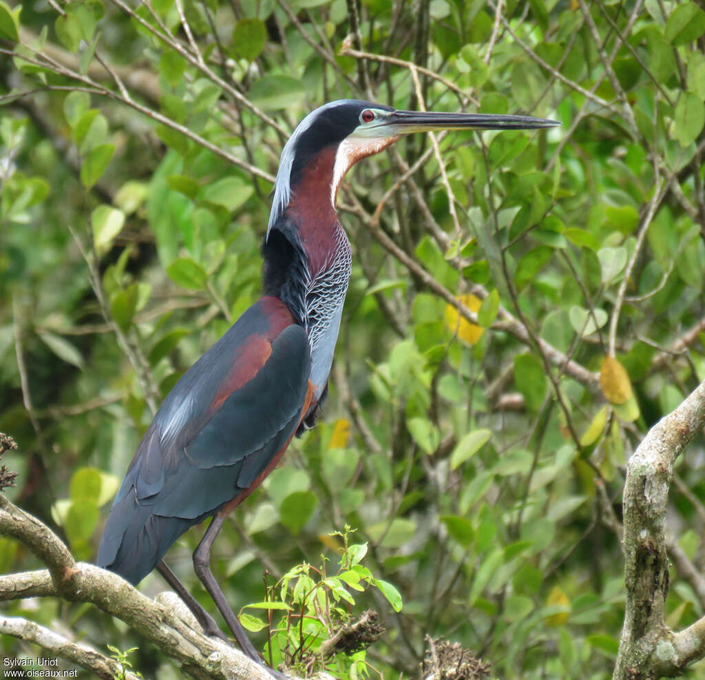 Agami Heronadult, identification