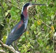 Agami Heron