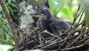 Agami Heron