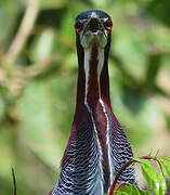 Agami Heron