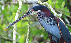 Agami Heron