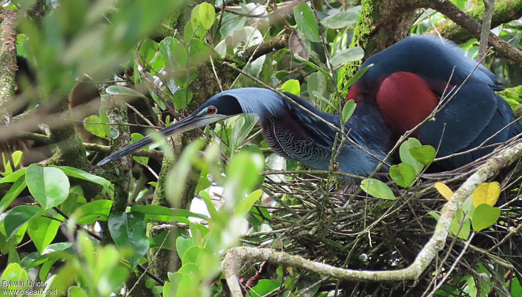 Agami Heronadult, pigmentation, Reproduction-nesting